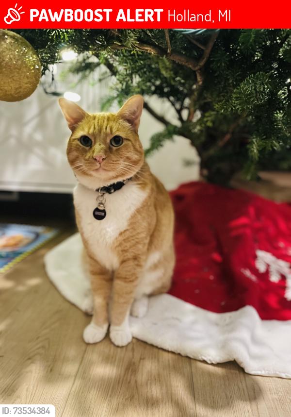 Lost Male Cat last seen Near James St. Holland, MI 49424, Holland, MI 49424