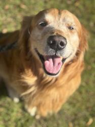 Reunited Male Dog last seen W Stanley rd, Flushing, MI 48433