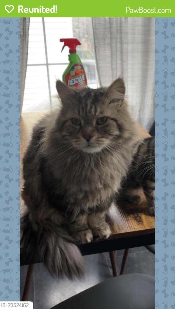 Reunited Male Cat last seen Plainfield and Ridge, near Memphis, Cleveland, OH 44144