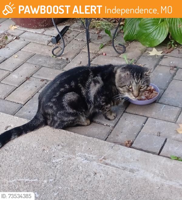 Found/Stray Male Cat last seen Cogan and Erin streets, Independence, MO 64052