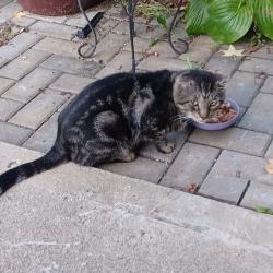 Found/Stray Male Cat last seen Cogan and Erin streets, Independence, MO 64052