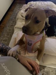 Reunited Female Dog last seen Lorraine’s Diner, Pawtucket, RI 02860