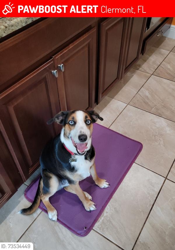 Lost Female Dog last seen Near, Clermont, FL 34711