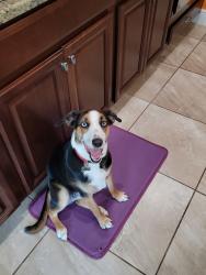 Lost Female Dog last seen Near, Clermont, FL 34711