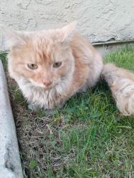 Found/Stray Female Cat last seen Converty and agate st, Bakersfield, CA 93304