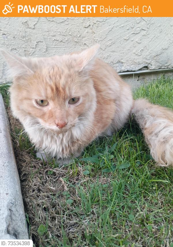 Found/Stray Female Cat last seen Converty and agate st, Bakersfield, CA 93304