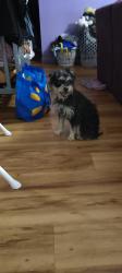 Reunited Female Dog last seen Bijou and Chelton, Colorado Springs, CO 80910
