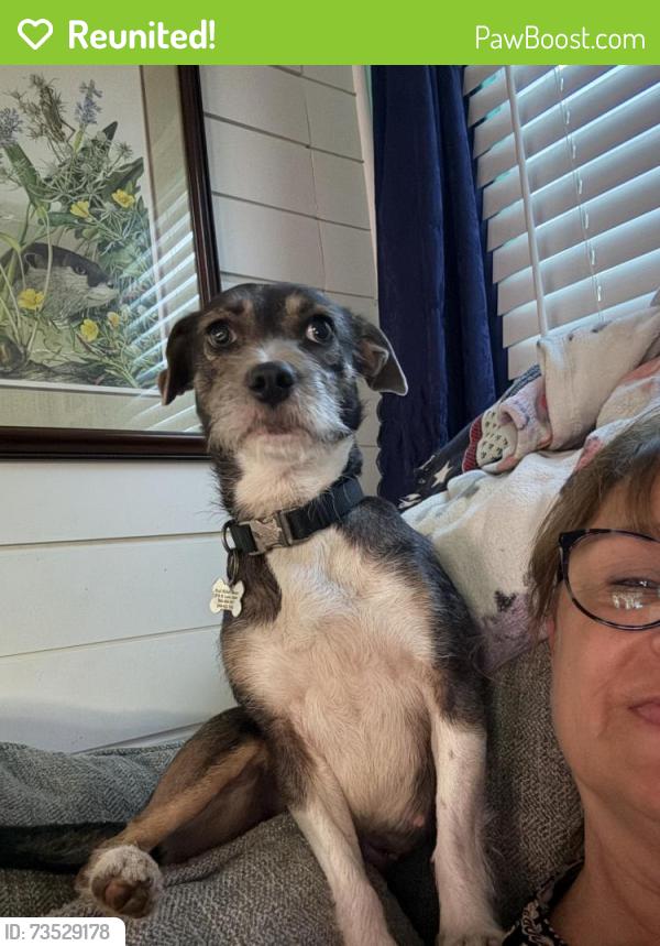 Reunited Female Dog last seen Sandy springs and cross roads, Lexington, SC 29073