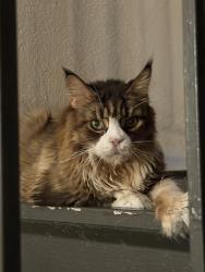 Reunited Unknown Cat last seen Dale mabry & linebaugh, Carrollwood, FL 33618