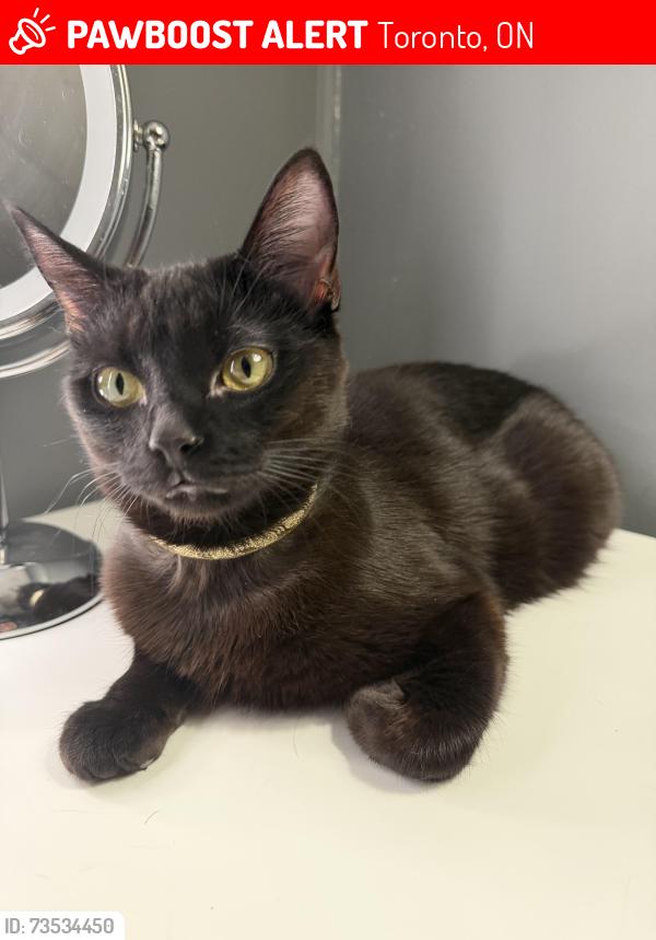 Lost Female Cat last seen Weston Rd, Toronto, ON 