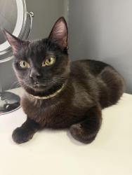 Lost Female Cat last seen Weston Rd, Toronto, ON 