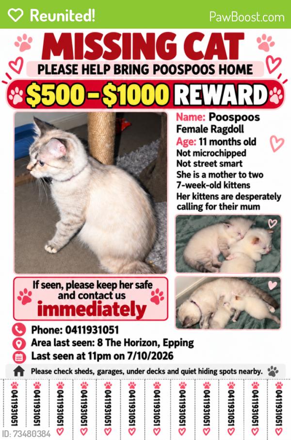 Reunited Female Cat last seen Near the horizon Epping, Epping, VIC 3076