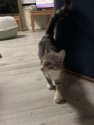 Found/Stray Unknown Cat last seen York road, Baltimore, MD 21212