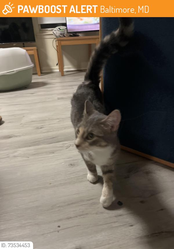 Found/Stray Unknown Cat last seen York road, Baltimore, MD 21212