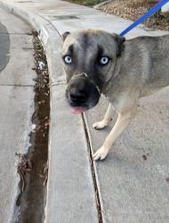 Reunited Unknown Dog last seen 3850-B E Avenue S, Palmdale, CA 93550, USA, Palmdale, CA 93551