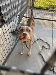 Shelter Stray Male Dog last seen Near WOODLAWN AVE, 70805, LA, 2550 Gourrier Ave, Baton Rouge, LA 70820, USA