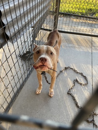 Shelter Stray Male Dog last seen Near WOODLAWN AVE, 70805, LA, 2550 Gourrier Ave, Baton Rouge, LA 70820, USA