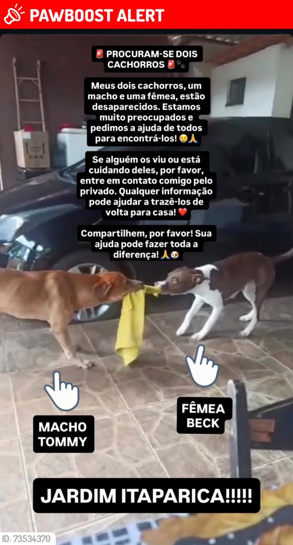 Lost Female Dog last seen Rua rio San Martin 1276, Cj J B Champagnat, PR 87043-475