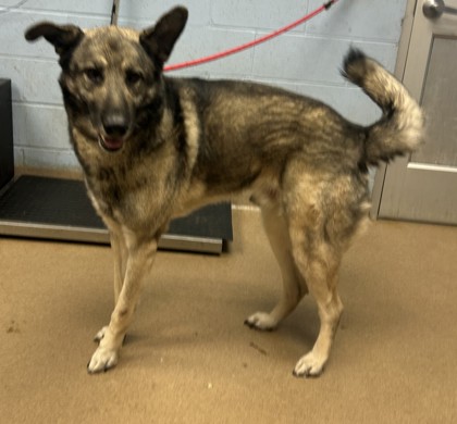 Shelter Stray Male Dog last seen Near Hunters Way, Stone Mountain, GA, 30083, 30083, GA, 3280 Chamblee Dunwoody Rd, Chamblee, GA 30341, USA