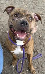 Shelter Stray Male Dog last seen Dollar tree parking lot off of E 12th st, Oakland,, 1101 29th Ave, Oakland, CA 94601, USA