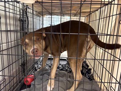 Shelter Stray Female Dog last seen Near SH 195, GEORGETOWN, 78633, City of Georgetown, TX, 1855 SE Inner Loop, Georgetown, TX 78626, USA