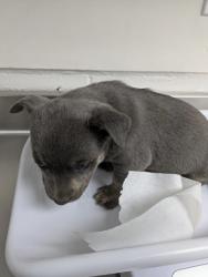 Shelter Stray Male Dog last seen , Oakland, CA, 1101 29th Ave, Oakland, CA 94601, USA