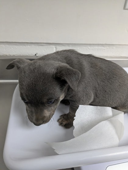 Shelter Stray Male Dog last seen , Oakland, CA, 1101 29th Ave, Oakland, CA 94601, USA