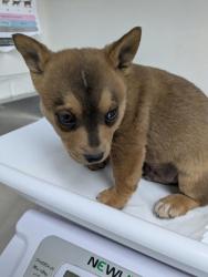 Shelter Stray Male Dog last seen , Oakland, CA, 1101 29th Ave, Oakland, CA 94601, USA
