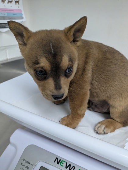 Shelter Stray Male Dog last seen , Oakland, CA, 1101 29th Ave, Oakland, CA 94601, USA