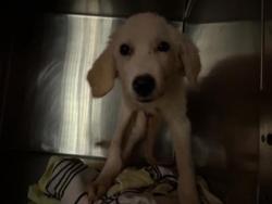 Shelter Stray Male Dog last seen Near PEACH TREE LN, City of Cedar Park, TX, 1855 SE Inner Loop, Georgetown, TX 78626, USA