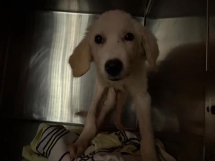 Shelter Stray Male Dog last seen Near PEACH TREE LN, City of Cedar Park, TX, 1855 SE Inner Loop, Georgetown, TX 78626, USA
