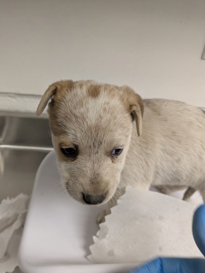 Shelter Stray Female Dog last seen , Oakland, CA, 1101 29th Ave, Oakland, CA 94601, USA