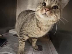 Shelter Stray Male Cat last seen Near blk longitude trl, Williamson County, TX, 1855 SE Inner Loop, Georgetown, TX 78626, USA