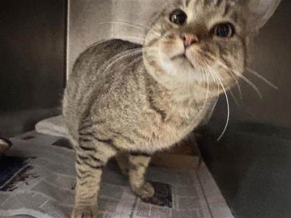 Shelter Stray Male Cat last seen Near blk longitude trl, Williamson County, TX, 1855 SE Inner Loop, Georgetown, TX 78626, USA