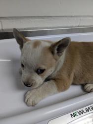 Shelter Stray Male Dog last seen , Oakland, CA, 1101 29th Ave, Oakland, CA 94601, USA