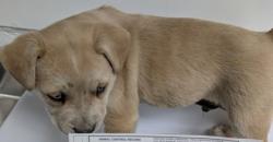 Shelter Stray Male Dog last seen , Oakland, CA, 1101 29th Ave, Oakland, CA 94601, USA