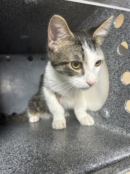 Shelter Stray Female Cat last seen Near TOWNSEND DR, South District, TX, 355 Hillshire Dr, Haslet, TX 76052, USA