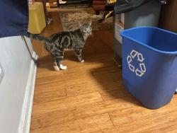 Reunited Male Cat last seen Waters Landing Park, Waters Landing Pool B, Germantown, MD 20874