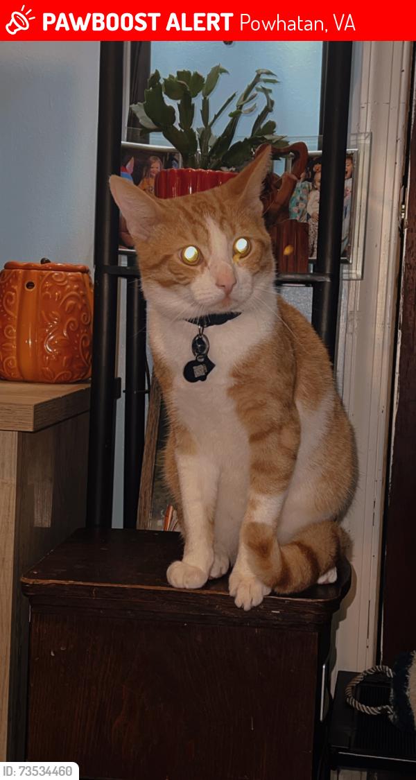 Lost Male Cat last seen Near cartersville rd Powhatan Va, Powhatan, VA 23139