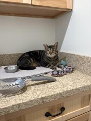Reunited Male Cat last seen G Street, F Street, La Verne, CA 91750