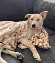 Reunited Male Dog last seen Orange Pike & US 44, Rushville, IN 46173