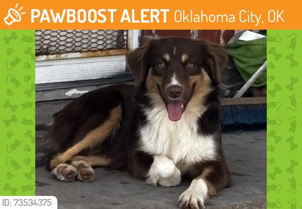 Found/Stray Female Dog last seen Agnew St and Youngs, Oklahoma City, OK 73119