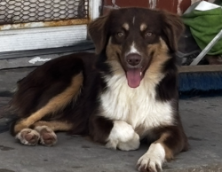 Found/Stray Female Dog last seen Agnew St and Youngs, Oklahoma City, OK 73119