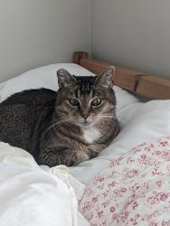 Lost Female Cat last seen Near nd street, Frederickson, WA 98375