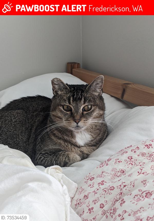 Lost Female Cat last seen Near nd street, Frederickson, WA 98375