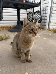 Found/Stray Unknown Cat last seen Ericon Drive (street) past the Speedway off 57th Ave, Brooklyn Center, MN 55430