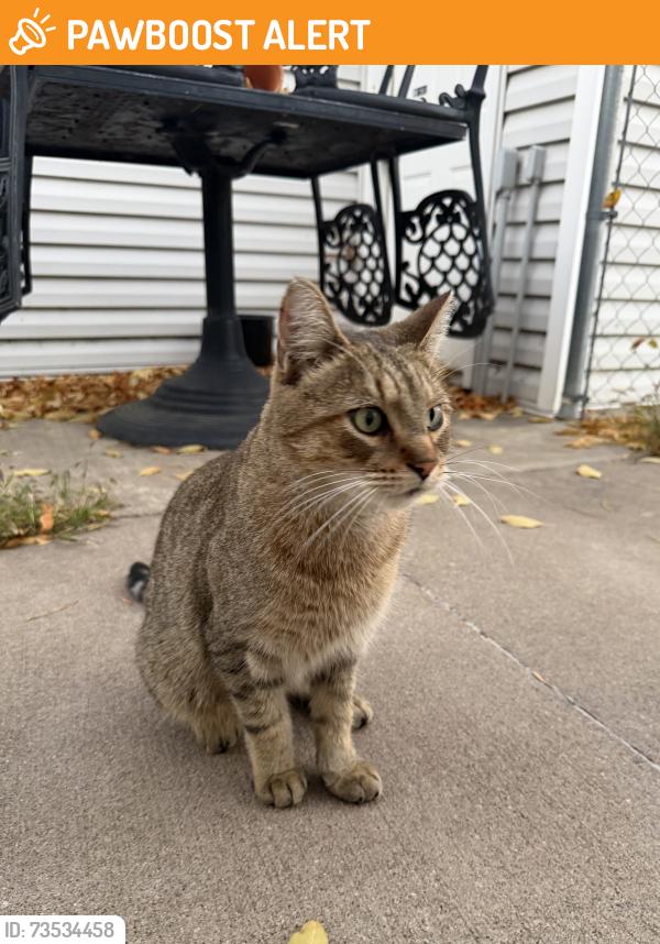 Found/Stray Unknown Cat last seen Ericon Drive (street) past the Speedway off 57th Ave, Brooklyn Center, MN 55430