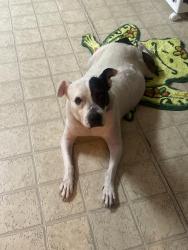 Lost Female Dog last seen Lone tree acres, Victoria, TX 77901