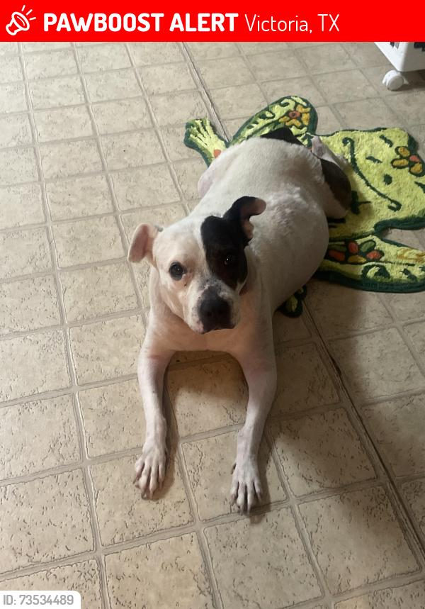 Lost Female Dog last seen Lone tree acres, Victoria, TX 77901