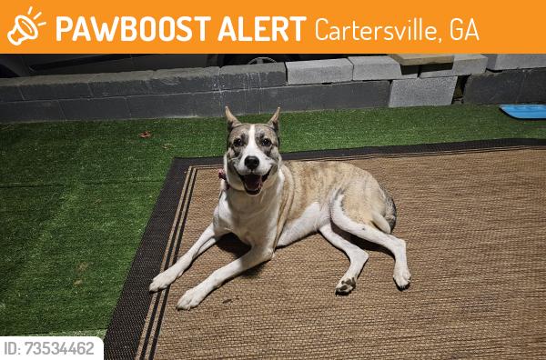 Found/Stray Female Dog last seen Bartow County College And Career Academy, Cartersville, GA 30121